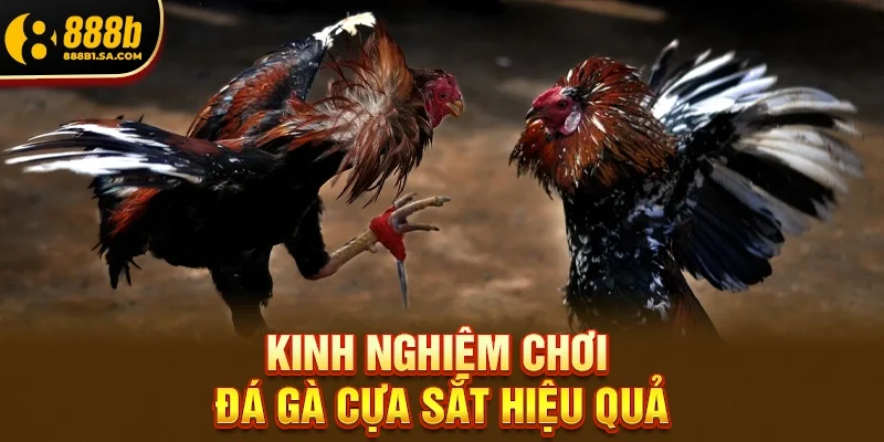 Kinh nghiệm chơi Đá gà cựa sắt hiệu quả tại 888b