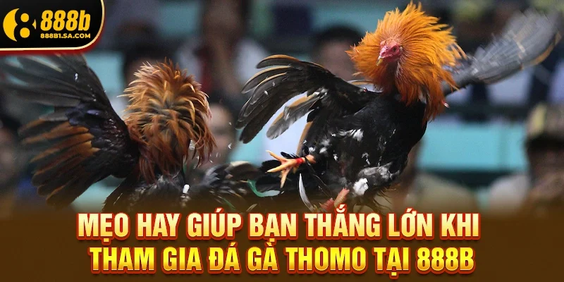 Mẹo Hay Giúp Bạn Thắng Lớn Khi Tham Gia Đá Gà Thomo Tại 888b