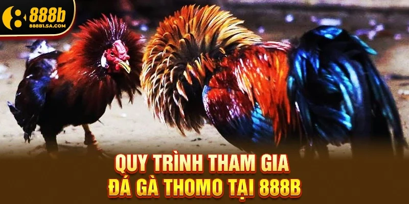 Quy Trình Tham Gia Đá Gà Thomo Tại 888b Rất Đơn Giản