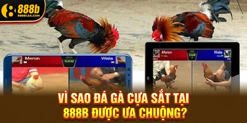 Vì sao Đá gà cựa sắt tại 888b được ưa chuộng?